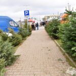 17.12.2021. Końskie. Sprzedaż żywych choinek / Magdalena Galas-Klusek / Radio Kielce