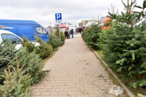 17.12.2021. Końskie. Sprzedaż żywych choinek / Magdalena Galas-Klusek / Radio Kielce