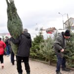 17.12.2021. Końskie. Sprzedaż żywych choinek / Magdalena Galas-Klusek / Radio Kielce