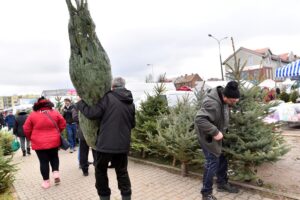 17.12.2021. Końskie. Sprzedaż żywych choinek / Magdalena Galas-Klusek / Radio Kielce