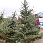 17.12.2021. Końskie. Sprzedaż żywych choinek / Magdalena Galas-Klusek / Radio Kielce