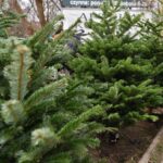 17.12.2021. Końskie. Sprzedaż żywych choinek / Magdalena Galas-Klusek / Radio Kielce