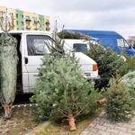 17.12.2021. Końskie. Sprzedaż żywych choinek / Magdalena Galas-Klusek / Radio Kielce