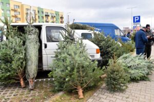 17.12.2021. Końskie. Sprzedaż żywych choinek / Magdalena Galas-Klusek / Radio Kielce