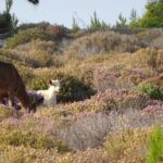 Gawdos / Małgorzata Gębska