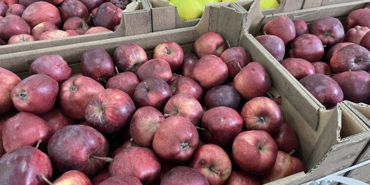 Importerzy z Afryki rozważają zakup sandomierskich jabłek
