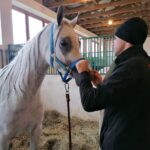 06.12.2021. Michałów. Przygotowania do Czempionatu Świata Koni Arabskich w Paryżu / Marta Gajda-Kruk / Radio Kielce