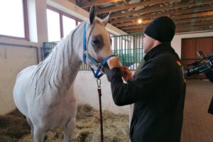 06.12.2021. Michałów. Przygotowania do Czempionatu Świata Koni Arabskich w Paryżu / Marta Gajda-Kruk / Radio Kielce