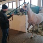 06.12.2021. Michałów. Przygotowania do Czempionatu Świata Koni Arabskich w Paryżu / Marta Gajda-Kruk / Radio Kielce