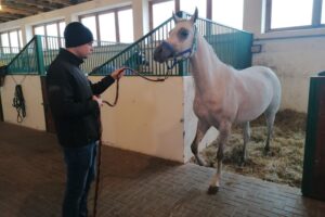 06.12.2021. Michałów. Przygotowania do Czempionatu Świata Koni Arabskich w Paryżu / Marta Gajda-Kruk / Radio Kielce