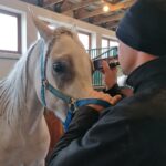 06.12.2021. Michałów. Przygotowania do Czempionatu Świata Koni Arabskich w Paryżu / Marta Gajda-Kruk / Radio Kielce