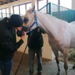 06.12.2021. Michałów. Przygotowania do Czempionatu Świata Koni Arabskich w Paryżu / Marta Gajda-Kruk / Radio Kielce