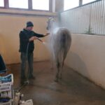 06.12.2021. Michałów. Przygotowania do Czempionatu Świata Koni Arabskich w Paryżu / Marta Gajda-Kruk / Radio Kielce