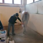 06.12.2021. Michałów. Przygotowania do Czempionatu Świata Koni Arabskich w Paryżu / Marta Gajda-Kruk / Radio Kielce