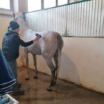 06.12.2021. Michałów. Przygotowania do Czempionatu Świata Koni Arabskich w Paryżu / Marta Gajda-Kruk / Radio Kielce