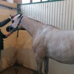 06.12.2021. Michałów. Przygotowania do Czempionatu Świata Koni Arabskich w Paryżu / Marta Gajda-Kruk / Radio Kielce