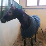 06.12.2021. Michałów. Przygotowania do Czempionatu Świata Koni Arabskich w Paryżu / Marta Gajda-Kruk / Radio Kielce