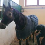 06.12.2021. Michałów. Przygotowania do Czempionatu Świata Koni Arabskich w Paryżu / Marta Gajda-Kruk / Radio Kielce