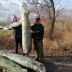 17.12.2021. Ponidzie. Sprzedaż żywych choinek / Marta Gajda-Kruk / Radio Kielce