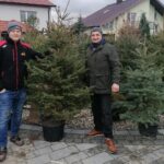 17.12.2021. Ponidzie. Sprzedaż żywych choinek / Marta Gajda-Kruk / Radio Kielce