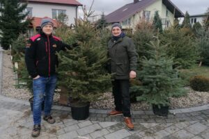 17.12.2021. Ponidzie. Sprzedaż żywych choinek / Marta Gajda-Kruk / Radio Kielce