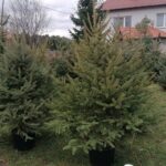 17.12.2021. Ponidzie. Sprzedaż żywych choinek / Marta Gajda-Kruk / Radio Kielce