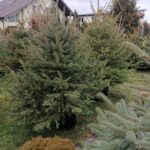 17.12.2021. Ponidzie. Sprzedaż żywych choinek / Marta Gajda-Kruk / Radio Kielce