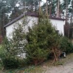 18.12.2021. Michałów. Choinki w Leśnictwie Michałów / Marta Gajda-Kruk / Radio Kielce