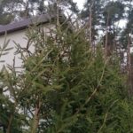 18.12.2021. Michałów. Choinki w Leśnictwie Michałów / Marta Gajda-Kruk / Radio Kielce