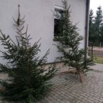 18.12.2021. Michałów. Choinki w Leśnictwie Michałów / Marta Gajda-Kruk / Radio Kielce