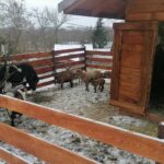 25.12.2021. Działoszyce. Żywa szopka / Marta Gajda-Kruk / Radio Kielce