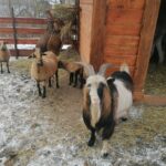 25.12.2021. Działoszyce. Żywa szopka / Marta Gajda-Kruk / Radio Kielce