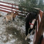 25.12.2021. Działoszyce. Żywa szopka / Marta Gajda-Kruk / Radio Kielce