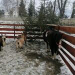 25.12.2021. Działoszyce. Żywa szopka / Marta Gajda-Kruk / Radio Kielce