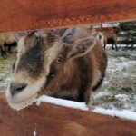 25.12.2021. Działoszyce. Żywa szopka / Marta Gajda-Kruk / Radio Kielce