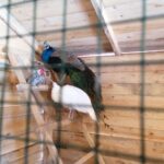 25.12.2021. Działoszyce. Żywa szopka / Marta Gajda-Kruk / Radio Kielce