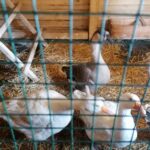 25.12.2021. Działoszyce. Żywa szopka / Marta Gajda-Kruk / Radio Kielce