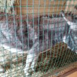 25.12.2021. Działoszyce. Żywa szopka / Marta Gajda-Kruk / Radio Kielce