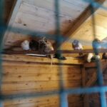 25.12.2021. Działoszyce. Żywa szopka / Marta Gajda-Kruk / Radio Kielce