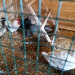 25.12.2021. Działoszyce. Żywa szopka / Marta Gajda-Kruk / Radio Kielce