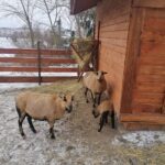 25.12.2021. Działoszyce. Żywa szopka / Marta Gajda-Kruk / Radio Kielce