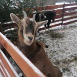 25.12.2021. Działoszyce. Żywa szopka / Marta Gajda-Kruk / Radio Kielce