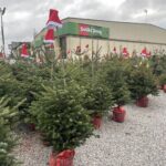 17.12.2021. Sandomierz. Giełda rolna, sprzedaż choinek / Grażyna Szlęzak-Wójcik / Radio Kielce