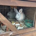 26.12.2021. Sandomierz. Żywa szopka / Grażyna Szlęzak-Wójcik / Radio Kielce