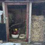 26.12.2021. Sandomierz. Żywa szopka / Grażyna Szlęzak-Wójcik / Radio Kielce