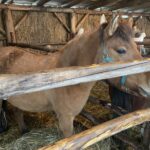 26.12.2021. Sandomierz. Żywa szopka / Grażyna Szlęzak-Wójcik / Radio Kielce