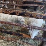 26.12.2021. Sandomierz. Żywa szopka / Grażyna Szlęzak-Wójcik / Radio Kielce