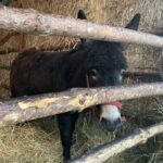 26.12.2021. Sandomierz. Żywa szopka / Grażyna Szlęzak-Wójcik / Radio Kielce