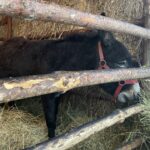 26.12.2021. Sandomierz. Żywa szopka / Grażyna Szlęzak-Wójcik / Radio Kielce