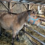 Fot. Grażyna Szlęzak - Radio Kielce